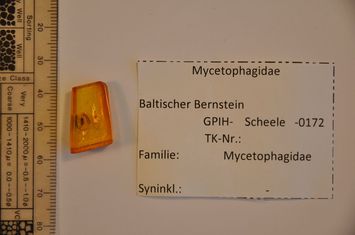 Vorschaubild Bernstein m. Baumschwammkäfer